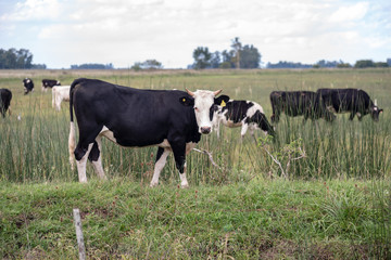 Set of cows grazing in the field. One of them looking closer to the camera, with its ears marked by yellow labels