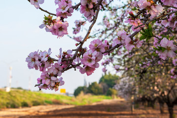 Flowering almond tree branch against the blue sky on a sunny spring morning. 