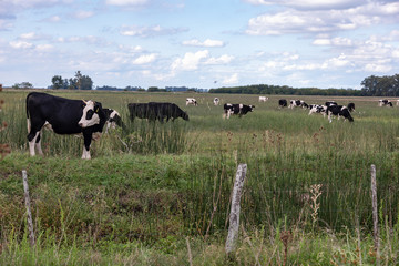 Set of cows grazing in the field. One of them looking closer to the camera, with its ears marked by yellow labels