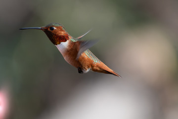 Colorful hummingbirds in flight and feeding during the spring