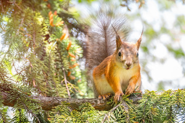 The squirrel sits on a fir branches in the spring or autumn. Squirrel on branches in a beautiful sunset light