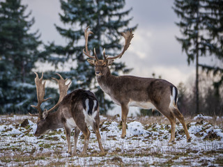 Karlovy Vary, Czech Republic- March 2020: Fallow deer in winter landscape