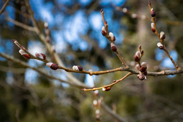 natural background  branch willow