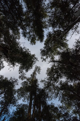 Trees from down side