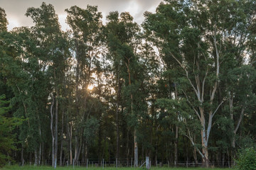 Obraz premium Little forest next to a grass field on a cloudy day