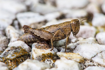 Close up macro view of a Grasshopper on a stone