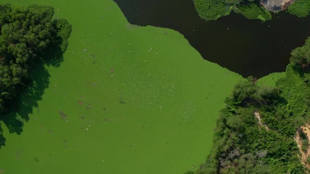 4K aerial footage of Algae blooms water green surface on the water pollution water nature and environmental with drift and flow at the edge of a lake in summer. Ecological disaster concept.