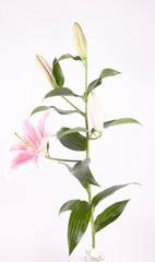  big pink lily flower on green branch with leaves isolated on white, background