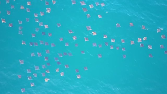Drone aerial view of mobula  rays/ devil rays in sea of Cortez Baja California