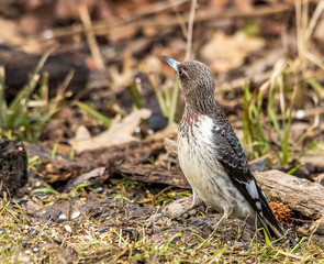 A beautiful immature red-headed woodpecker. 