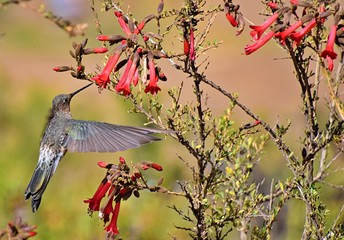 Hummingbird at Pisak Ruins  , Sacred Valley , Peru 