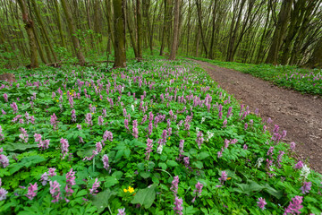 Spring forest