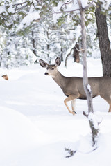 Naklejka na ściany i meble Deer in Snow