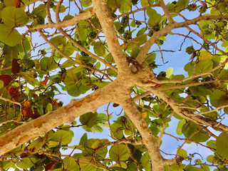 branch with leaves and blue sky