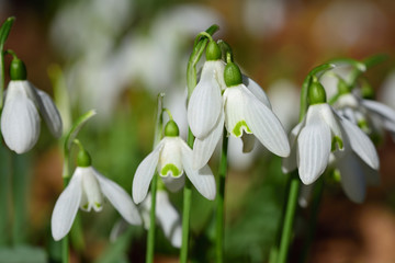 Close-up of small white snowdrops growing in a meadow in spring in cold weather