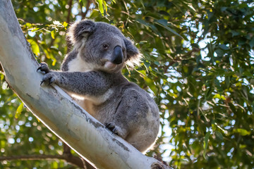 Naklejka na ściany i meble koala in the wild