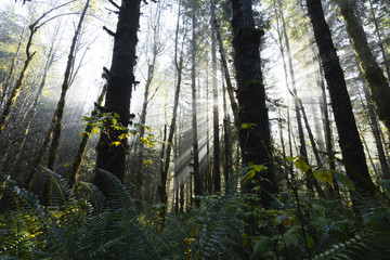 Light Rays in the Forest