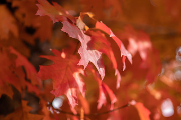 Red Leaves