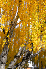 Yellow Willow Leaves
