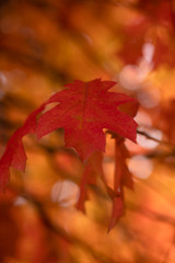 Red Leaf