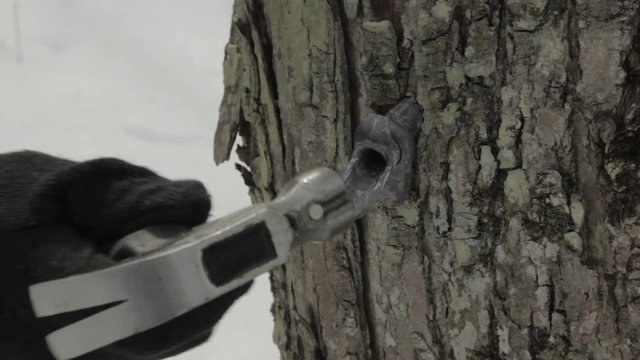 Close Up of Tap Being Hammered Into Maple Tree To Collect Sap For Maple Syrup