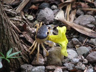Crab Eating Flower
