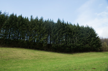 Tannenbäume Grüne wiese Hintergrund