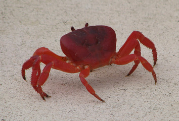 Red Crab