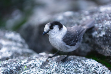 Grey Jay