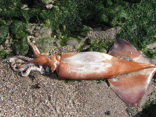 Beached Squid