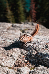 Chipmunk