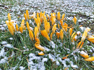 yellow crocus flower in snow winter closeup nature germany