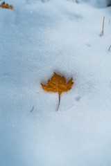 Autumn Leaf in the Snow