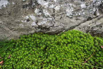 Moss and Rock