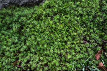 Moss Texture