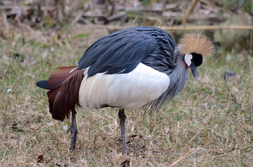 Fototapeta premium A view of a South Afican crowned crane