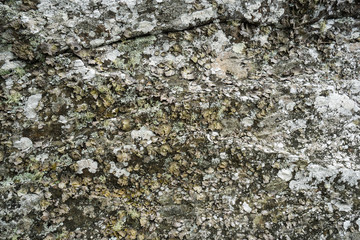 Lichen on Stone