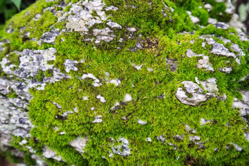 Moss on rocks