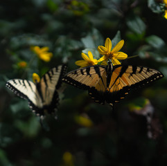 Swallowtail Butterflies 