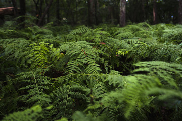 Ferns