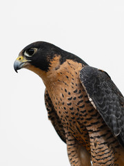 Falcon