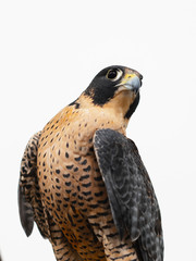 Falcon