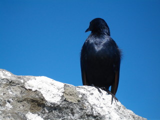 Raven