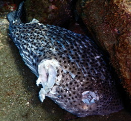Sea 