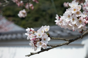 桜・開花 #01 / 山口県岩国市横山紅葉谷公園