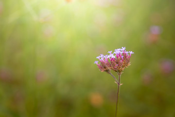 The background image of the colorful flowers
