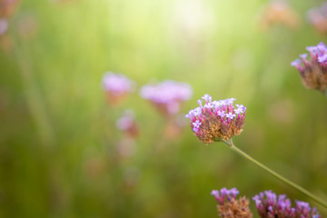 The background image of the colorful flowers