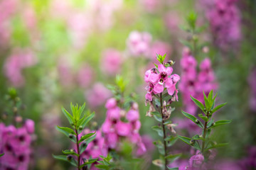 The background image of the colorful flowers