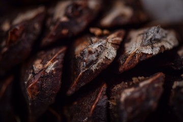 close up of pinecone