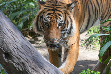 tiger in zoo